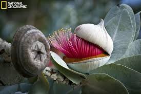 Snow gums, kosciuszko national park, new south wales, australia i photographed these snow gums during a four day hike in kosciuszko national park while visiting some of australia's highest peaks with my wife. Western Australia Is A Paradise For Lovers Of Flowering Trees And Wildflowers This One Was Taken In Kings Park In Pert Plants Beautiful Flowers Trees To Plant