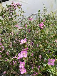 Image result for Blotiella crenata