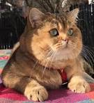 Adopt a British Shorthair kitten online-British Shorthair