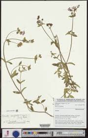 Image result for Dissotis congolensis