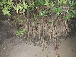 Image result for Avicennia