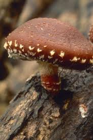 Image result for Lentinus edodes