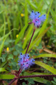 Image result for Cyanotis foecunda