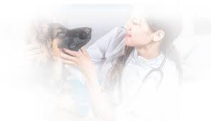 For additional information and disclosures concerning pet insurance please see pet insurance from state farm® and trupanion®. Top Rated Local Veterinarians Compassionate Care Veterinary Hospital Of Charlotte