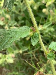 Image result for Hermannia grandistipula