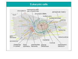 Cell Structure 1 Basics Of Cellular Structures And