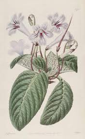 Image result for Streptocarpus myoporoides