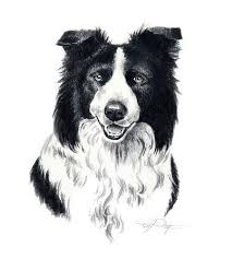 Black And White Collie Dog Drawing Border Collie Perro Arte Impresion Por Artista Dj Rogers Dog Print Art Dog Art Bulldog Art Print