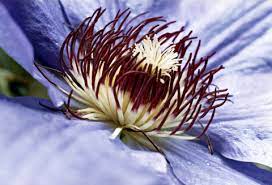Passion Flower Benefits May Help Anxiety And Insomnia University Health News