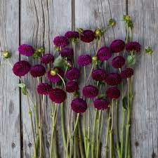 Floret Flower Farm S Button Dahlias Flower Farm Flowers Dahlia