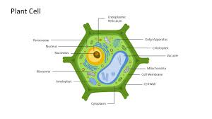 Check spelling or type a new query. Photosynthesis Powerpoint Template Slidemodel