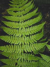 Image result for Dryopteris