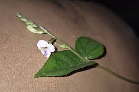 Image result for Pentas micrantha