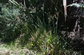 Image result for Juncus lomatophyllus