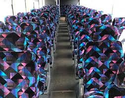 Image result for Maerua bussei