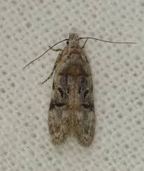 Image result for Altenia scriptella