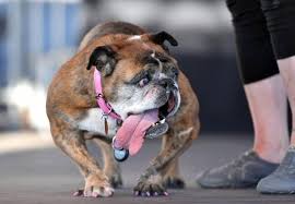 Maybe you would like to learn more about one of these? Voici Zsa Zsa Le Chien Le Plus Moche Du Monde