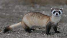 16 Best Ferret Soldier Images