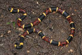 Micrurus Tener Coral Snake Sea Snake Snake