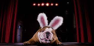 Henri The English Bulldog Won Cadbury S Bunny Tryouts