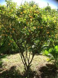 พ ดน ำบ ศย ไม พ มขนาดเล ก ส ง 1 2 เมตร ออกดอกตลอดป ดอกจะดกมากตอนช วงต นฝน ดอกเร มบานม ส ขาวและจะเปล ยนเป นส เหล อง ส งกล นหอมอ อนๆท ง จ ดสวน ดอกไม ไม