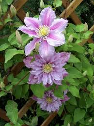We did not find results for: How To Grow And Care For Clematis Vine A Complete Guide Florgeous