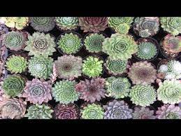 En cactus y suculentas, estamos felices de que nos visites. Visita Al Vivero 2 Cactus Y Suculentas Youtube