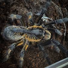 Image result for Strychnos mellodora