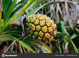 Image result for Pandanus odoratissimus