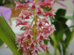 Image result for Lessertia macrostachya