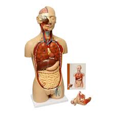 Human body internal parts such as the lungs, heart, and brain, are enclosed within the skeletal system and are housed within the different internal body cavities. Amazon Com Monmed Human Torso Model Life Size Human Body Model Anatomy Doll With Removable Organs 3d Human Organ Model Industrial Scientific