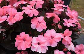Image result for Impatiens salpinx