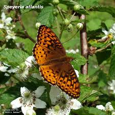 Image result for Sartidia angolensis