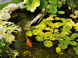 Maybe you would like to learn more about one of these? How To Build A Pond Australian Handyman Magazine