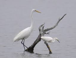 Caroline Blau Wilcox