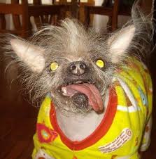 Rapides à quelle est la plus intelligente, la blonde, la rousse ou la brune ? Squiggy Le Chien Le Plus Moche Du Monde 2tout2rien Animaux Laids Chien Le Plus Moche Image Drole Chien