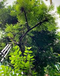 Image result for Filicium decipiens