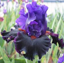 Pollination is needed for plants to reproduce, and so many plants depend on bees or other insects as pollinators. Tall Bearded Iris Information How To Grow Care Bearded Iris Plant