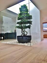 Alle jahre wieder funkelt und strahlt der baum in ihrem haus. Kleiner Baum Pflanze In Wohnraum Wohnung Online Kaufen