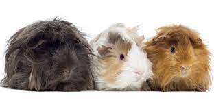 It is essential to comb this guinea pig breed's fur on a daily basis and trim it if it grows too long. Long Haired Guinea Pig Breeds Squeaks And Nibbles