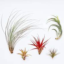 Check spelling or type a new query. Different Types Of Air Plants And How To Identify Them