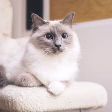 Really, shedding really makes for a healthier looking quality coat. Ragdoll Cat Breed Profile