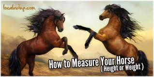 How To Measure Your Horse The Horse Height Weight Local