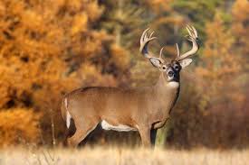 Buck ( ヴァヤシコフ, vayashikofu ? Free Download Whitetail Deer The Animal Life 800x533 For Your Desktop Mobile Tablet Explore 76 Big Buck Wallpaper Free Deer Screensavers And Wallpaper Whitetail Deer Photos For Wallpaper Buck Deer Wallpaper