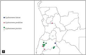 Image result for Cyphostemma stenolobum