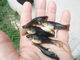 Watch: Mosquito-Eating Fish That Helps Control Dengue
