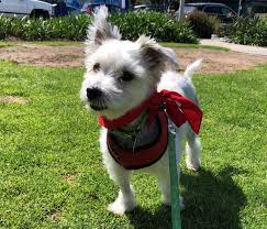 Most dogs and cats need to be gradually transitioned into a forever home, and what better way than to do it with an experienced animal trainer from santa monica paws. Much Love Animal Rescue Reviews And Ratings Los Angeles Ca Donate Volunteer Review Greatnonprofits