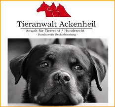 Ich erzählte ihr, dass ich auf meinen hund allergisch sei und ihn nun leider abgeben müsse. Amtliche Totung Eines Hundes Euthanasie Von Amts Wegen Einschlafern Eines Gefahrlichen Hundes Hunderecht Anwalt Anwalt Fur Hunde Bundesweit