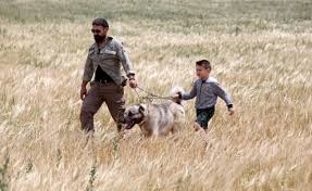 Kangal Kopekleriyle Buyuyor