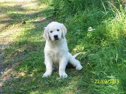 Image result for zlatý retrívr